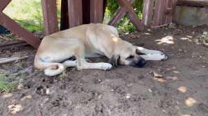 TURKEY Taking Care of Homeless Dogs In Antalya