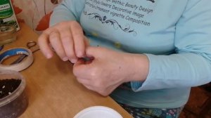 Гацания) Статица) Гайлардия) Эти цветы украсят мой сад и составят отличную композицию с  колеусами)