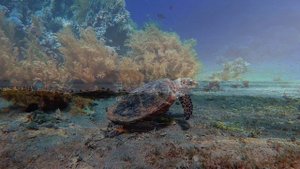 Adam Lambert - Mad World | Saxophone version | Played by LuckySAX | sax