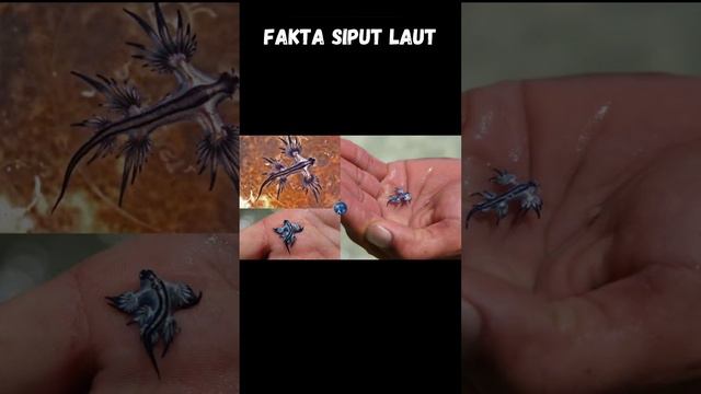 Siput laut | naga laut