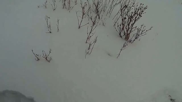 Отстрел пули Люмана на порохе Сокол и Сунар 42! смотреть онлайн