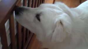 Amazing Dogs Meet Newborn Babies First Time | Dog Love Baby Video Compilation