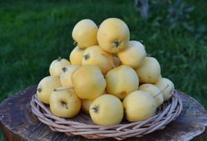 Уральское наливное