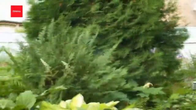 Сергей Богатский: "Джентльмен у дачи" в гостях у цветоводов смотреть онлайн