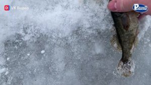 Зимой начинаю всегда ловить ротана.Ловля ротана на то чем его прикормил.