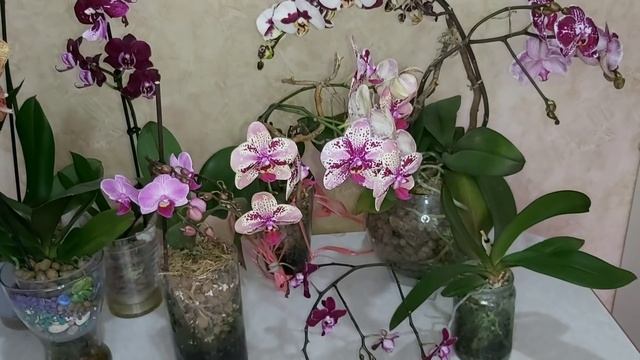 Цветущий ноябрь 2019 г. ? пышное цветение ОРХИДЕЙ, мой уход и советы для вас смотреть онлайн