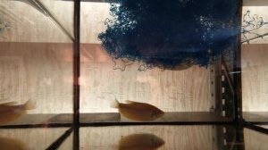 #Аквариум#Гурами# На нерест#