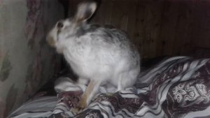 Как заяц устраивается спать... Забудь, это не твоя кровать