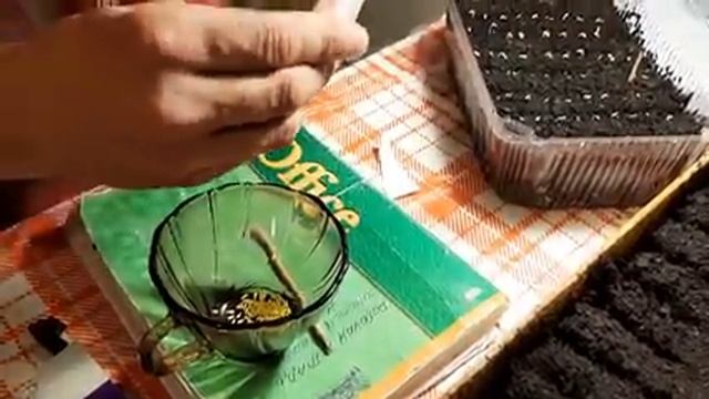 ГАЗАНИЯ СУПЕР СПОСОБ КАК ВЫРАСТИТЬ ГАЦАНИЮ БЕЗ ПОТЕРЬ???.mp4