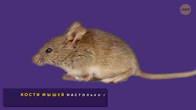 65 быстрых фактов, которые сделают вас самым интересным человеком на вечеринке