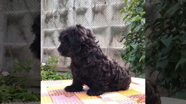 Русская цветная Болонка ? Авеста Вива Бакшиш ? смотреть онлайн