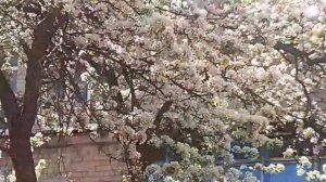 Природа в стиле...