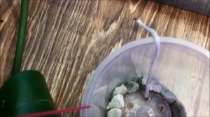 Орхидею (фаленопсис) на ФИТИЛЬ, в керамзит