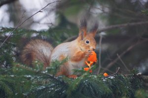 Учет белки в Центральном парке культуры и отдыха им. П.П.Белоусова г. Тула