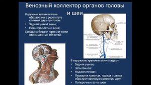 Функциональная анатомия венозной системы. 18.05.21 - 16:10