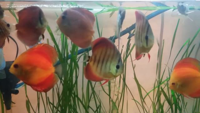 Discus in light planted tank