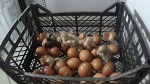 вылупление цыплят из яйца - hatching chickens from an egg (live timelapse)