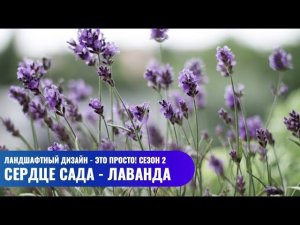 Сердце сада - лаванда // Ландшафтный дизайн - это просто! Сезон 2