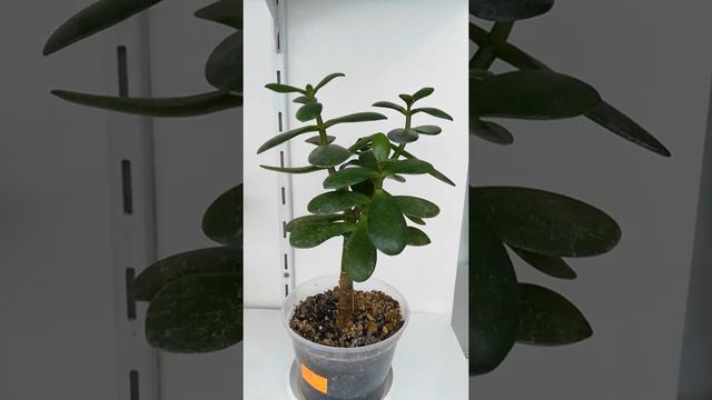 Группа Вконтакте Цветочная долина/фуксии/Гибискусы https://vk.com/club203009687 смотреть онлайн