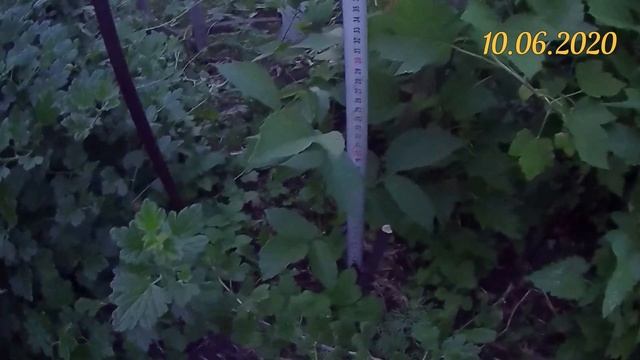 Грецкий орех Идеал. Выращивание морозостойкого грецкого ореха на Южном Урале