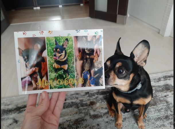 Альбом с Тоем или фотокнига для четвероногого друга ?❤#toyterrier_club #русскийтой #toyterrier