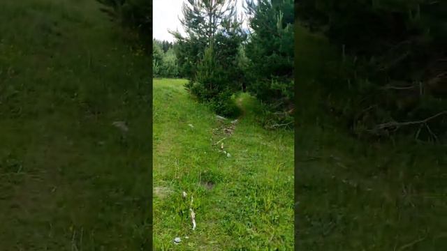 20 июня 2022 г. Оценка доверия. Дураковаляние с лошадьми на свободе смотреть онлайн