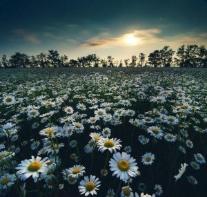 - Говорю же - амулет лучше!