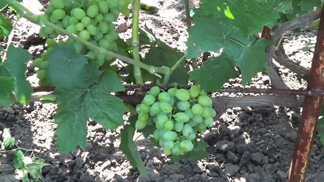 Сорт Винограда Элегант Сверхранний смотреть онлайн