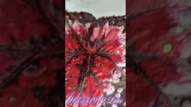 Сортовые бегонии ? смотреть онлайн