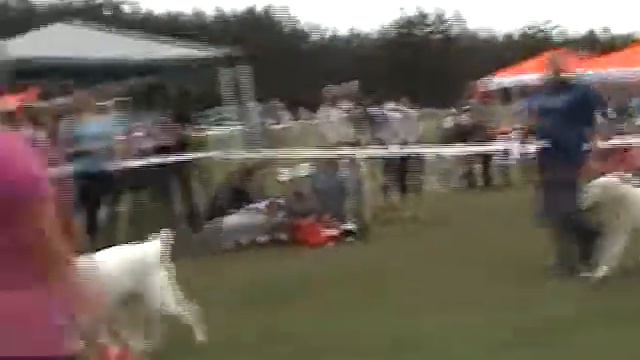 ЧК Кировоград 2013 щенки кобели сравнение смотреть онлайн