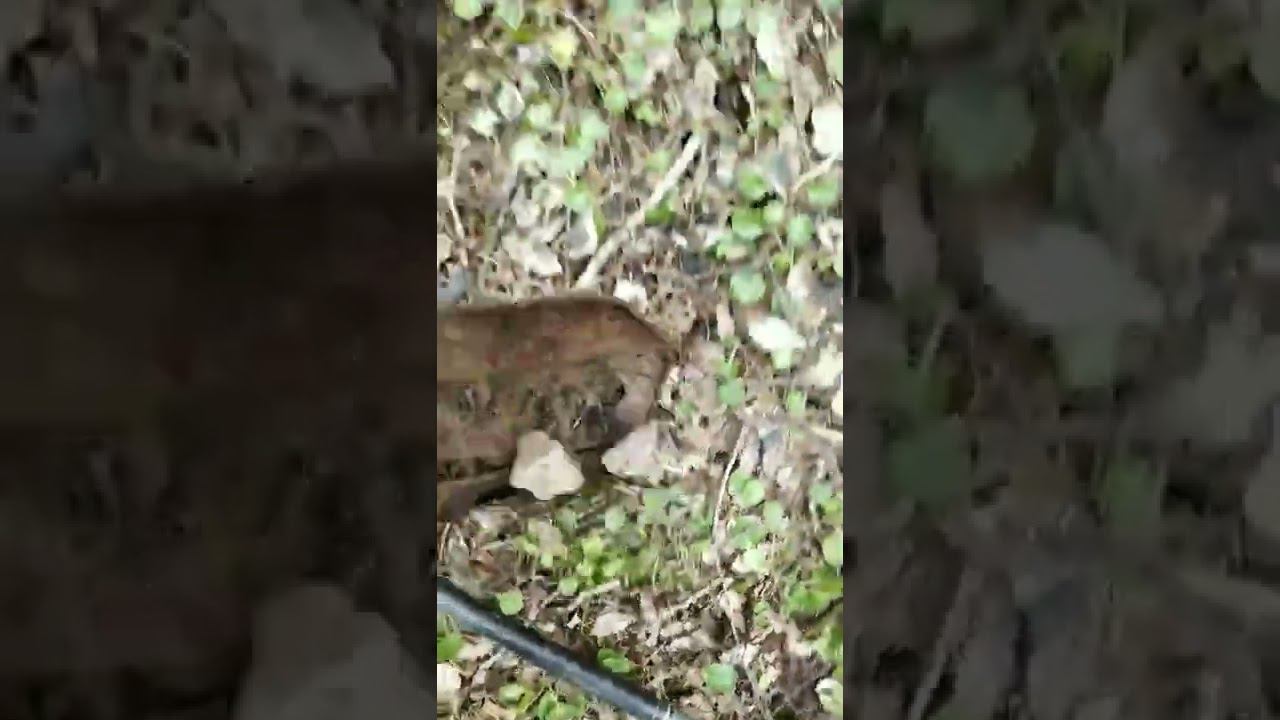 почтальон Печкин смотреть онлайн