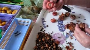 ГЛАДИОЛУСЫ. Готовим луковицы для посадки. Чистим луковицы. Парша и гниль на луковицах.