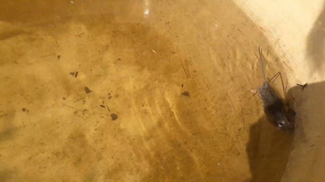 Мышь принимает ванну)))) смотреть онлайн