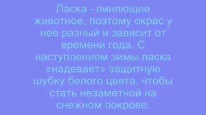 Ласка.Чего вы не знали?!