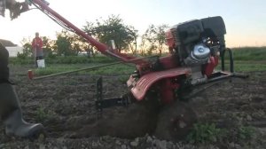 Прополка междурядий картофеля мотофрезой