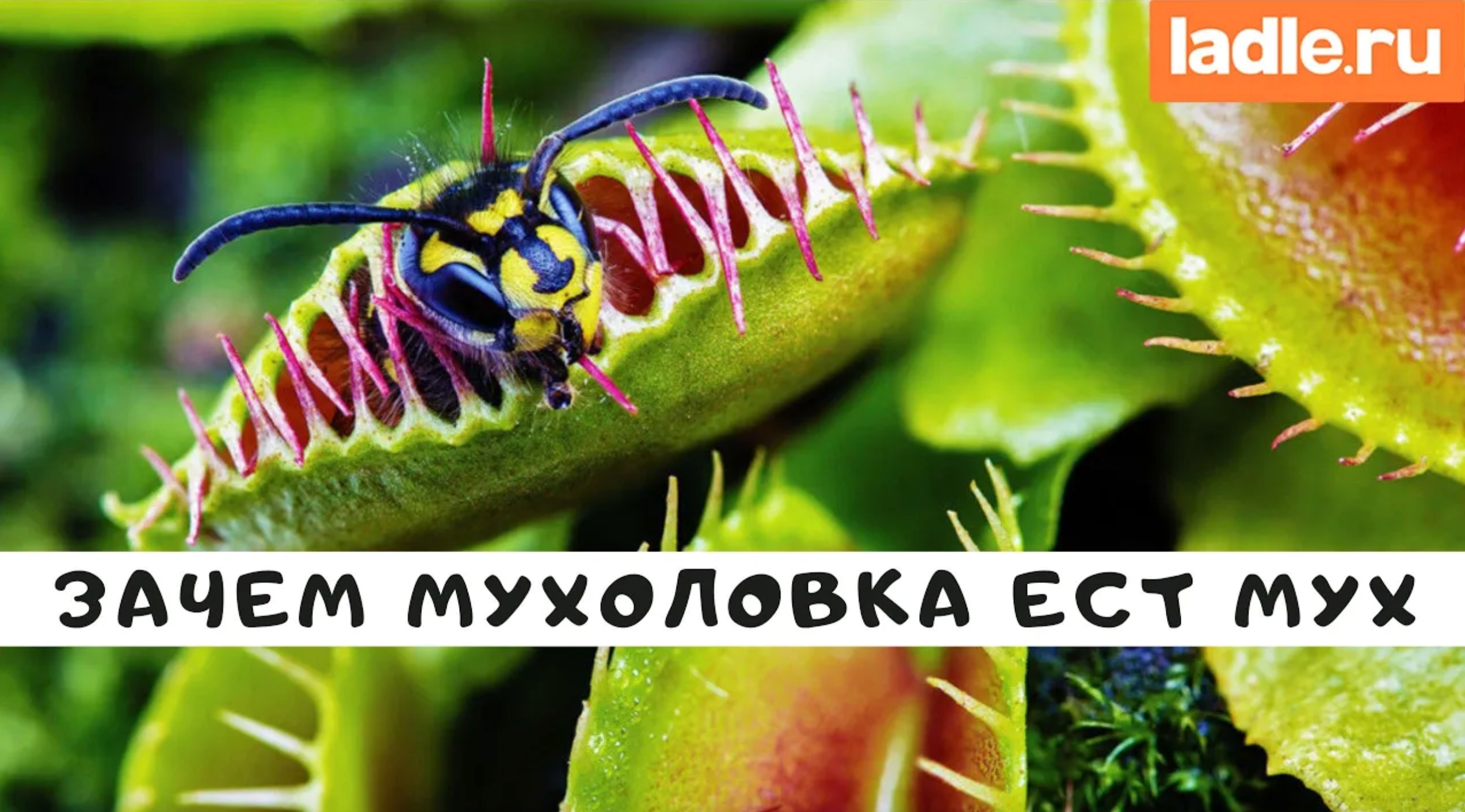 Растение ест мух – как это возможно???🤪 Венерина мухоловка Биология | Лэйдл – Ladle