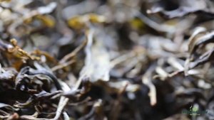 Мэнхай, ферментация шу пуэра с деревьев в корзинах. Дегустация пуэров.