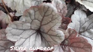 Серая красотка гейхера сорт silver gumdrop окрас листьев в сентябре