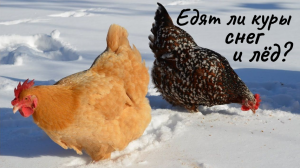 Едят ли куры лёд и снег: зимняя поилка для курятника