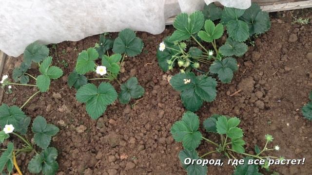 138. Клубника в теплице. Первые ягоды. смотреть онлайн