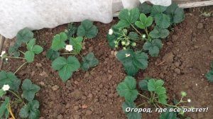 138. Клубника в теплице. Первые ягоды.