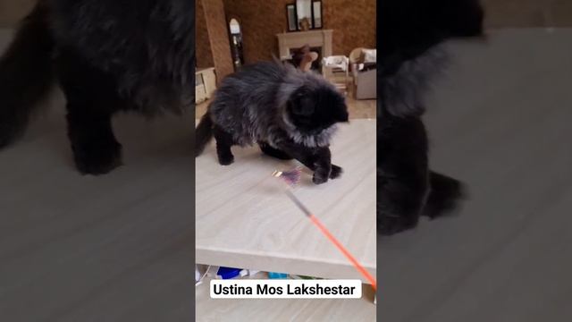 Ustina Mos Lakshestar котенок мейн кун 3 месяца и 16 дней.