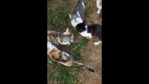 Стая котов и кошек гонятся за мной.