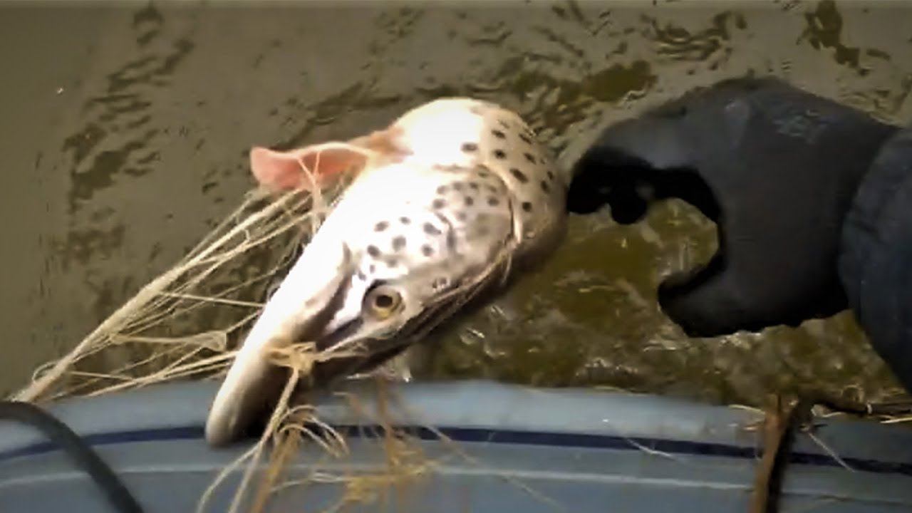 Рыбалка сетями ранней весной на реке Амур, Рыбалка на сети с fisherman dv. 27 rus