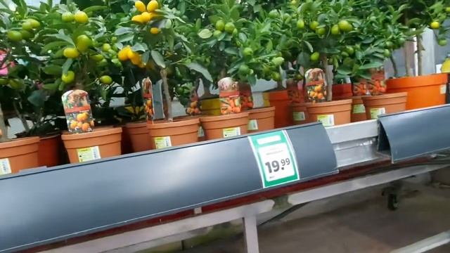 Цветочный рай!  Магазин цветов!