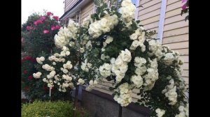 Штамбовые розы. Сад Елены Демьянчук. #штамбовые розы #розы