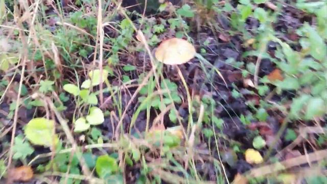 ✔🌳Семейка 🌲подосиновиков🍄 ✔ смотреть онлайн