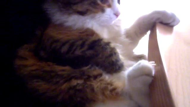 La gatta colorata смотреть онлайн