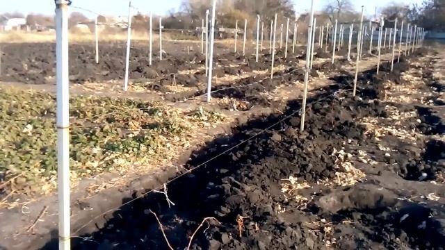 укрытие винограда землей , сроки укрытия,
