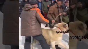 Кавказский волкодав самурай